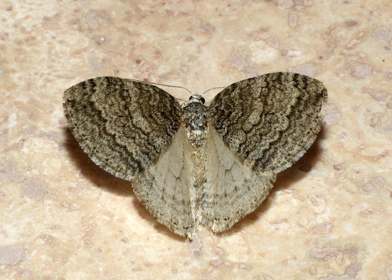 Geometridae genere Epirrita